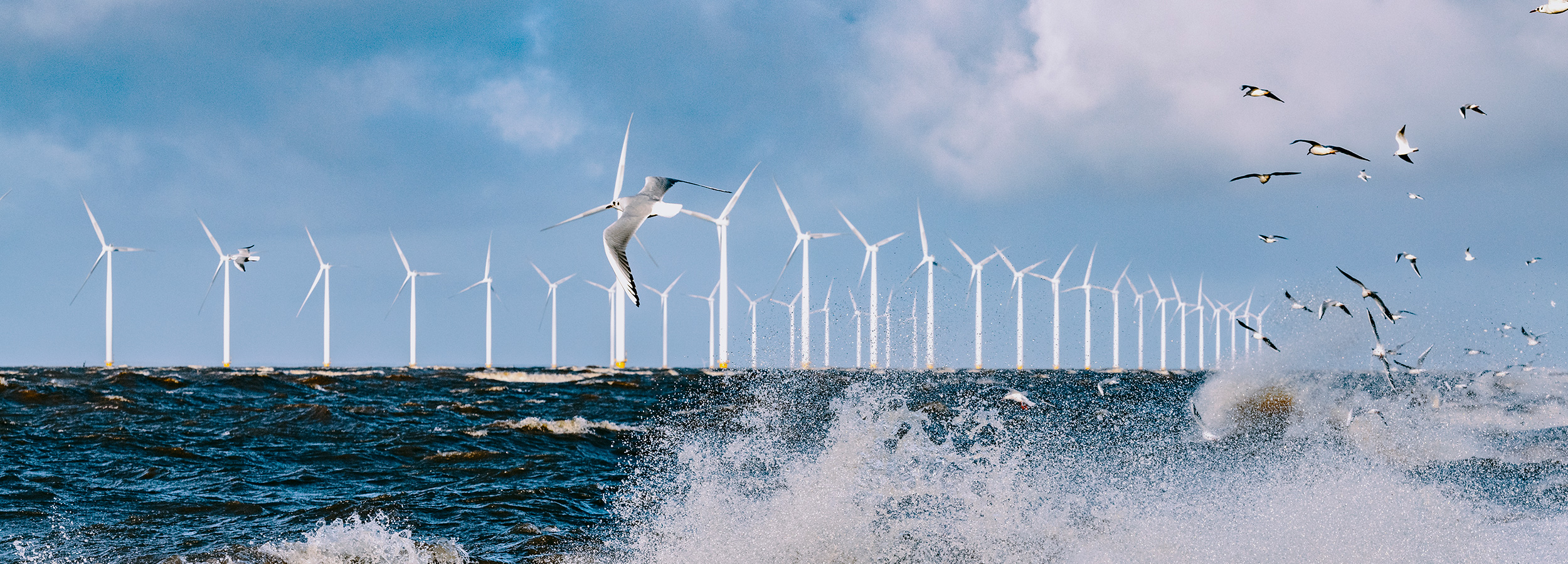 Offshore-Coordinator in wind energy